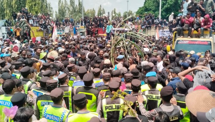 Ribuan Petani Tebu Gelar Aksi Unjuk Rasa,  Tuntut  Bulog Segera Perbaiki Pabrik GMM